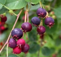 Felsenbirne Rainbow Pillar® 100-125cm - Amelanchier