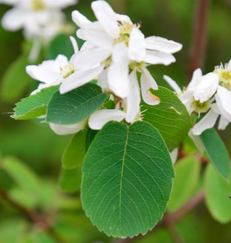 Erlenblättrige Felsenbirne Greatberry Aroma 40-60cm - Amelanchier Alnifolia 1 Erlenblättrige Felsenbirne Greatberry Aroma 40-60cm - Amelanchier Alnifolia