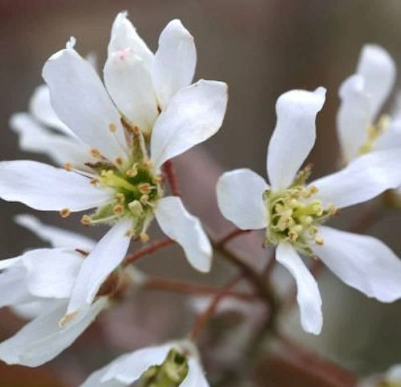 Erlenblättrige Felsenbirne 40-60cm - Amelanchier Alnifolia 1 Erlenblättrige Felsenbirne 40-60cm - Amelanchier Alnifolia