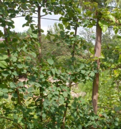 Erlenblättrige Felsenbirne Smoky 60-80cm - Amelanchier Alnifolia