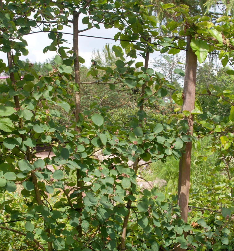 Erlenblättrige Felsenbirne Smoky 60-80cm - Amelanchier Alnifolia 1 Erlenblättrige Felsenbirne Smoky 60-80cm - Amelanchier Alnifolia