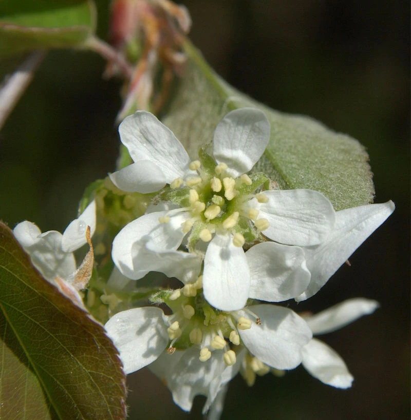 Säulen Felsenbirne 60-80cm - Amelanchier Alnifolia 1 Säulen Felsenbirne 60-80cm - Amelanchier Alnifolia
