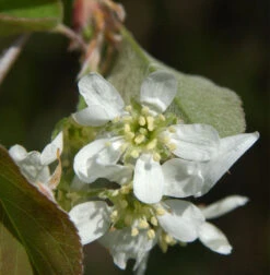 Säulen Felsenbirne 100-125cm - Amelanchier Alnifolia