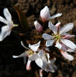 Hochstamm Baumfelsenbirne Robin Hill 100-125cm - Amelanchier Arborea