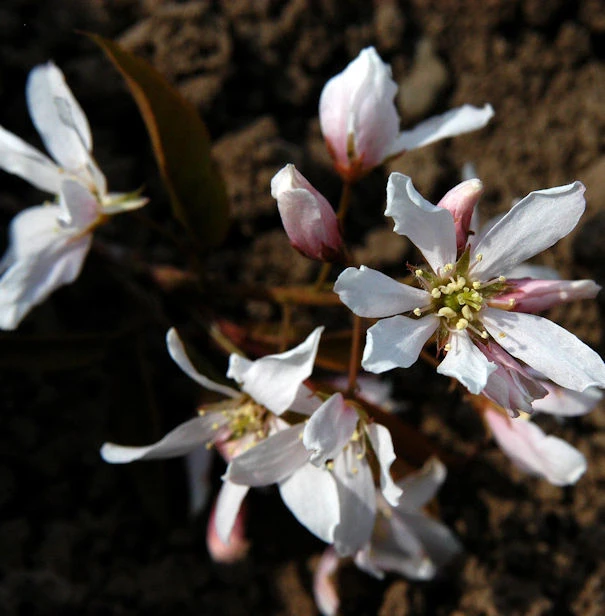 Hochstamm Baumfelsenbirne Robin Hill 80-100cm - Amelanchier Arborea 1 Hochstamm Baumfelsenbirne Robin Hill 80-100cm - Amelanchier Arborea