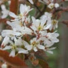 Kupfer Felsenbirne 40-60cm - Amelanchier Lamarckii