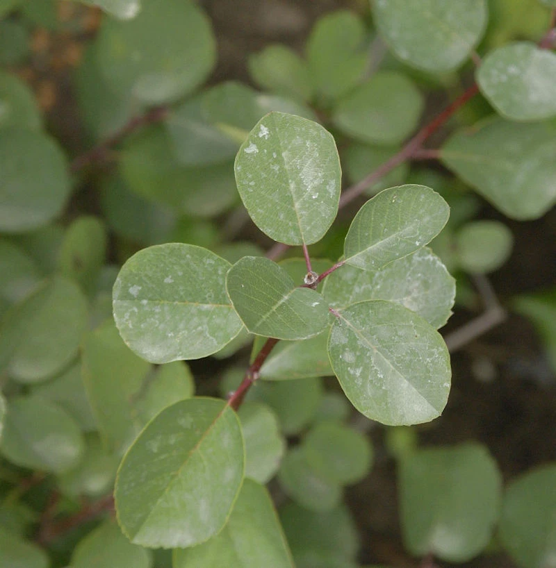 Felsenbirne Helvetica 60-80cm - Amelanchier Rotundifolia 1 Felsenbirne Helvetica 60-80cm - Amelanchier Rotundifolia