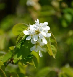 Ähren Felsenbirne 80-100cm - Amelanchier Spicata