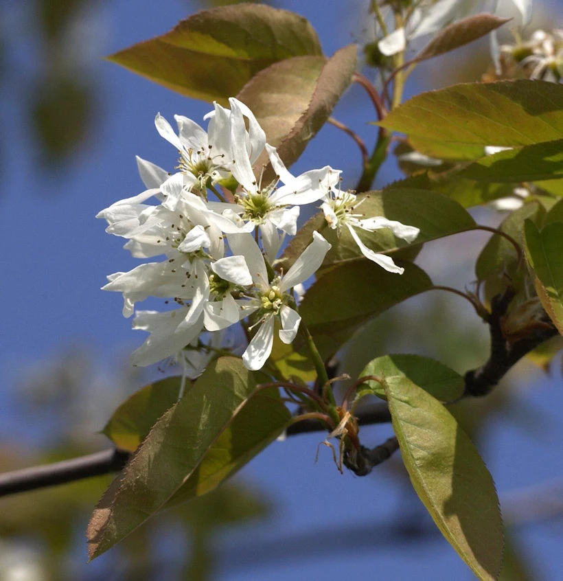 Felsenbirne Ballerina 60-80cm - Amelanchier 1 Felsenbirne Ballerina 60-80cm - Amelanchier