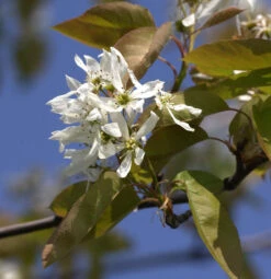 Felsenbirne Ballerina 125-150cm - Amelanchier