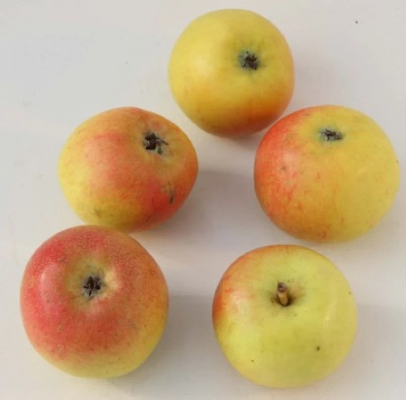 Apfelbaum Martini 60-80cm - Feinwürzig Und Edel 1 Apfelbaum Martini 60-80cm - Feinwürzig Und Edel