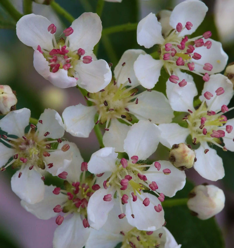 Apfelbeere Hugin 80-100cm - Aronia Melanocarpa 1 Apfelbeere Hugin 80-100cm - Aronia Melanocarpa
