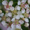 Apfelbeere Hugin 100-125cm - Aronia Melanocarpa