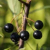 Apfelbeere Nero 40-60cm - Aronia Melanocarpa