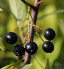 Apfelbeere Nero 125-150cm - Aronia Melanocarpa
