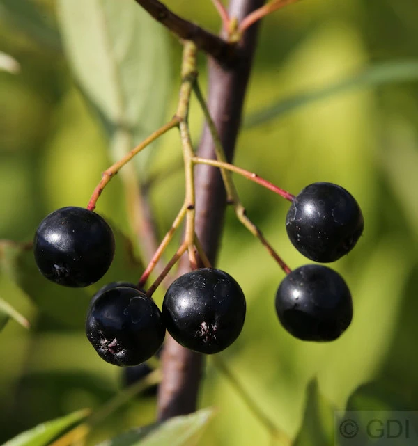Hochstamm Apfelbeere Nero 100-125cm - Aronia Melanocarpa 1 Hochstamm Apfelbeere Nero 100-125cm - Aronia Melanocarpa