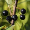 Apfelbeere Nero 100-125cm - Aronia Melanocarpa