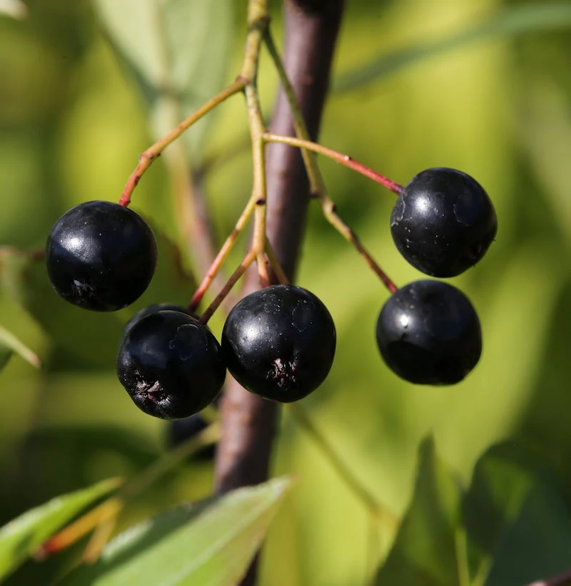 Apfelbeere Nero 100-125cm - Aronia Melanocarpa 1 Apfelbeere Nero 100-125cm - Aronia Melanocarpa