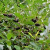 Apfelbeere Professor Ed 40-60cm - Aronia Melanocarpa