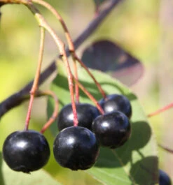 Hochstamm Apfelbeere Aron 100-125cm - Aronia Melanocarpa