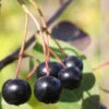 Hochstamm Apfelbeere Aron 60-80cm - Aronia Melanocarpa