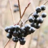 Apfelbeere Viking 125-150cm - Aronia Melanocarpa