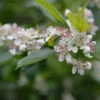 Apfelbeere 125-150cm - Aronia Melanocarpa