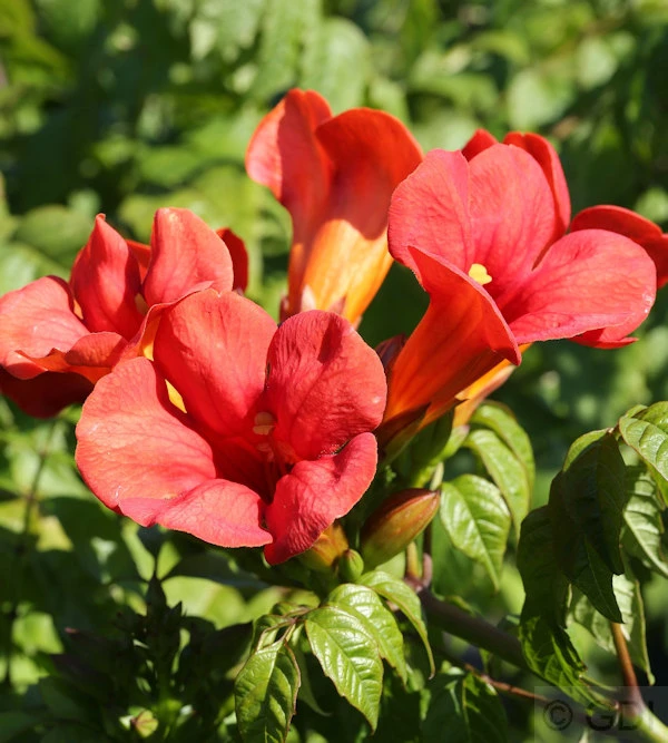 Trompetenblume Flamenco 40-60cm - Campsis Radicans 1 Trompetenblume Flamenco 40-60cm - Campsis Radicans
