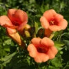 Trompetenblume Indian Summer® 40-60cm - Campsis Radicans