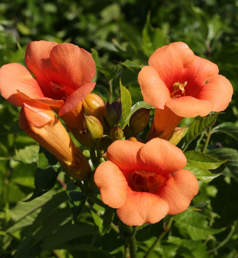 Trompetenblume Indian Summer® 40-60cm - Campsis Radicans 1 Trompetenblume Indian Summer® 40-60cm - Campsis Radicans