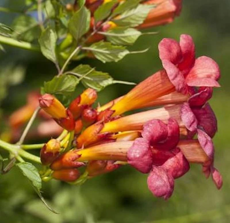 Trompetenblume Stromboli 40-60cm - Campsis Radicans 1 Trompetenblume Stromboli 40-60cm - Campsis Radicans
