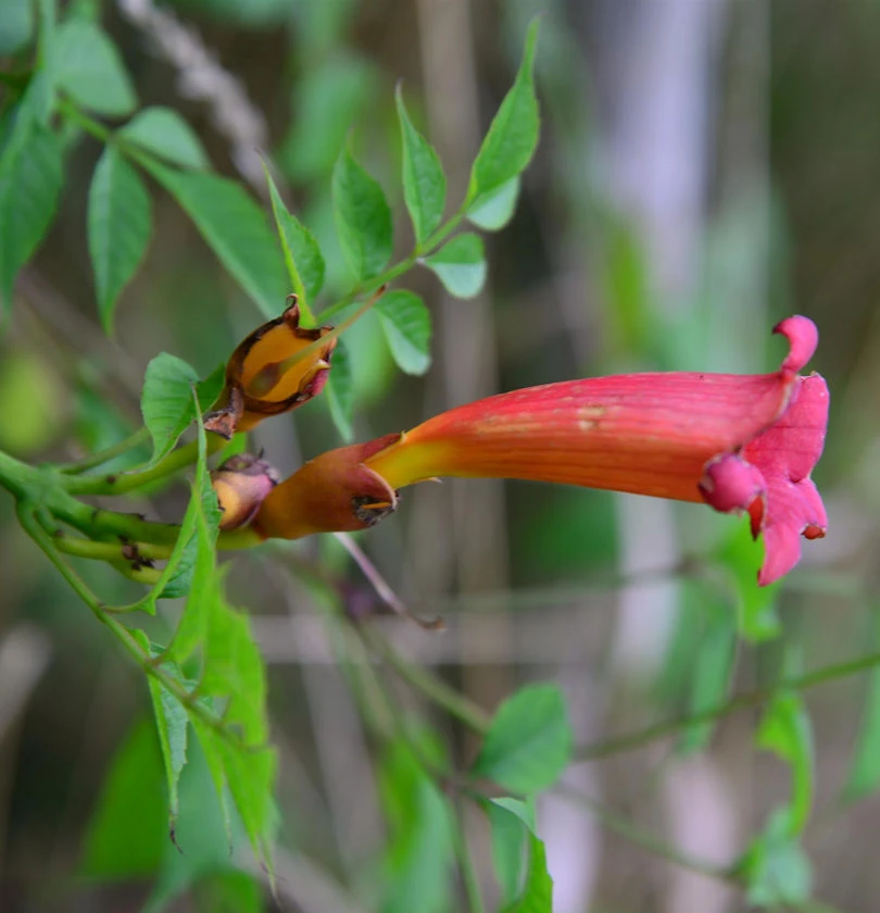 Amerikanische Trompetenblume 60-80cm - Campsis Radicans 1 Amerikanische Trompetenblume 60-80cm - Campsis Radicans