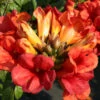 Große Klettertrompete Fire Trumpet Vine 40-60cm - Campsis Tagliabuana