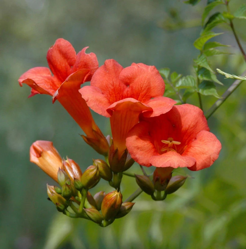 Große Klettertrompete Mme. Galen 80-100cm - Campsis Tagliabuana 1 Große Klettertrompete Mme. Galen 80-100cm - Campsis Tagliabuana