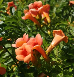 Chinesische Klettertrompete Grandiflora 100-125cm - Campsis Grandiflora