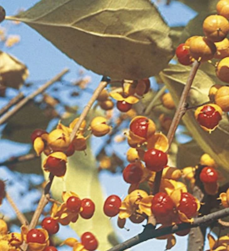 Männlicher Baumwürger Herculus 60-80cm - Celastrus Orbiculatus 1 Männlicher Baumwürger Herculus 60-80cm - Celastrus Orbiculatus