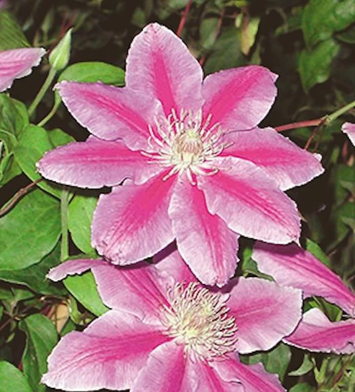 Waldrebe Dr Ruppel 40-60cm - Clematis 1 Waldrebe Dr Ruppel 40-60cm - Clematis