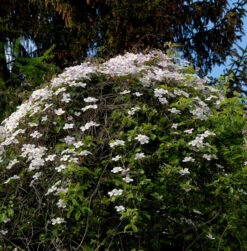 Berg Waldrebe Elizabeth 60-80cm - Clematis Montana