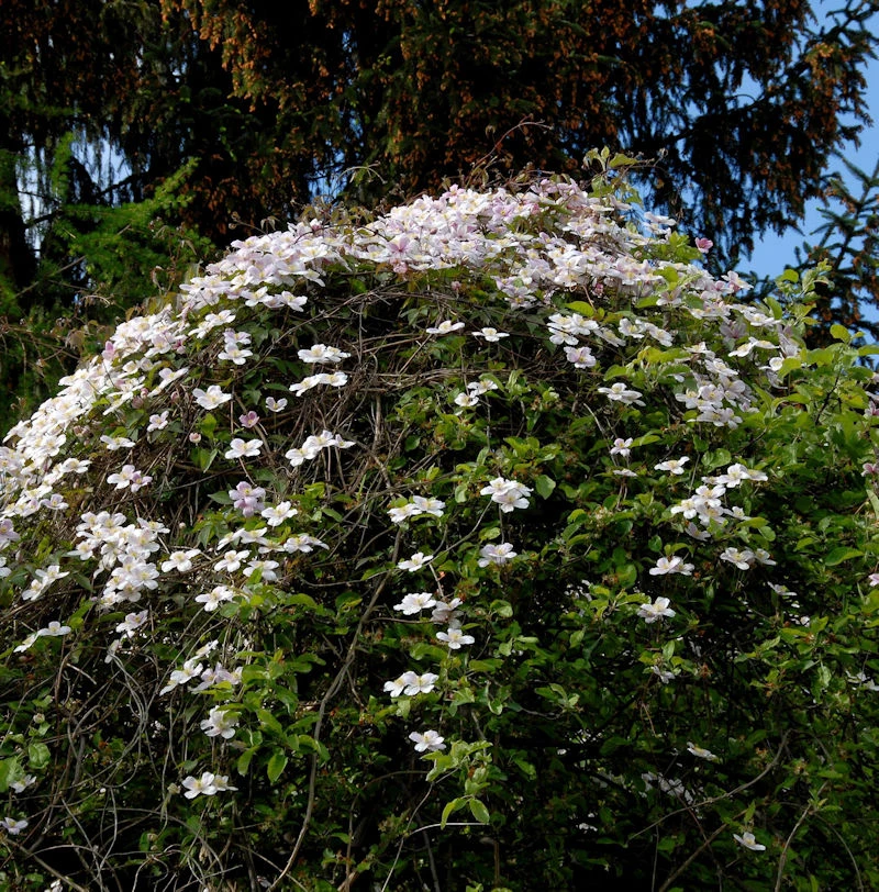 Berg Waldrebe Elizabeth 60-80cm - Clematis Montana 1 Berg Waldrebe Elizabeth 60-80cm - Clematis Montana