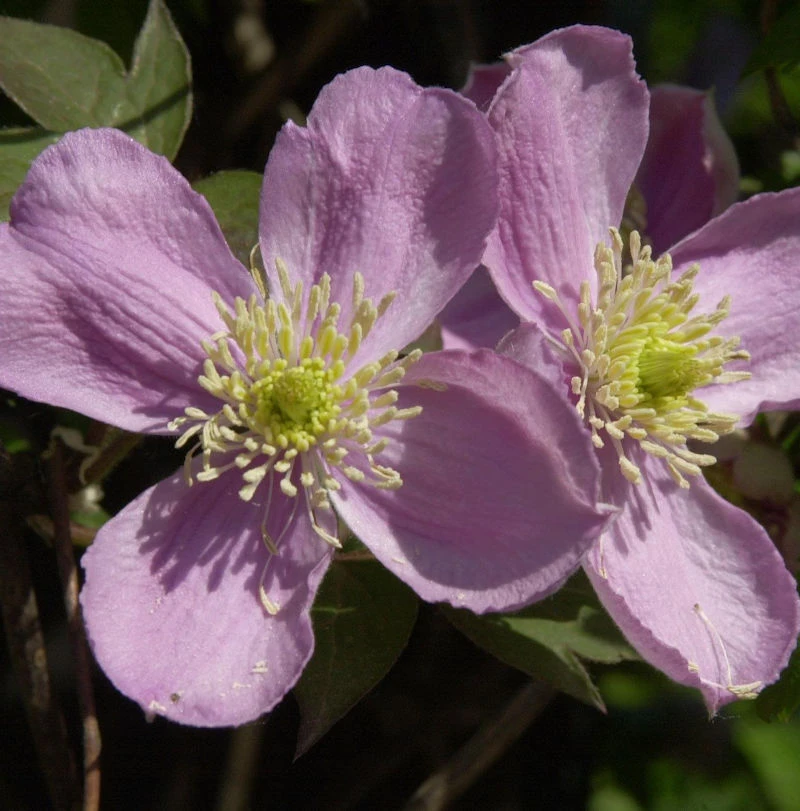 Berg Waldrebe Fragrant Spring 60-80cm - Clematis Montana 1 Berg Waldrebe Fragrant Spring 60-80cm - Clematis Montana