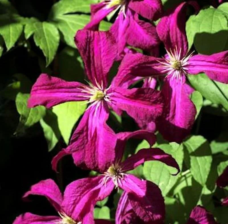 Waldrebe Gipsy Queen 60-80cm - Clematis 1 Waldrebe Gipsy Queen 60-80cm - Clematis