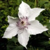 Waldrebe Gladya Picard 40-60cm - Clematis