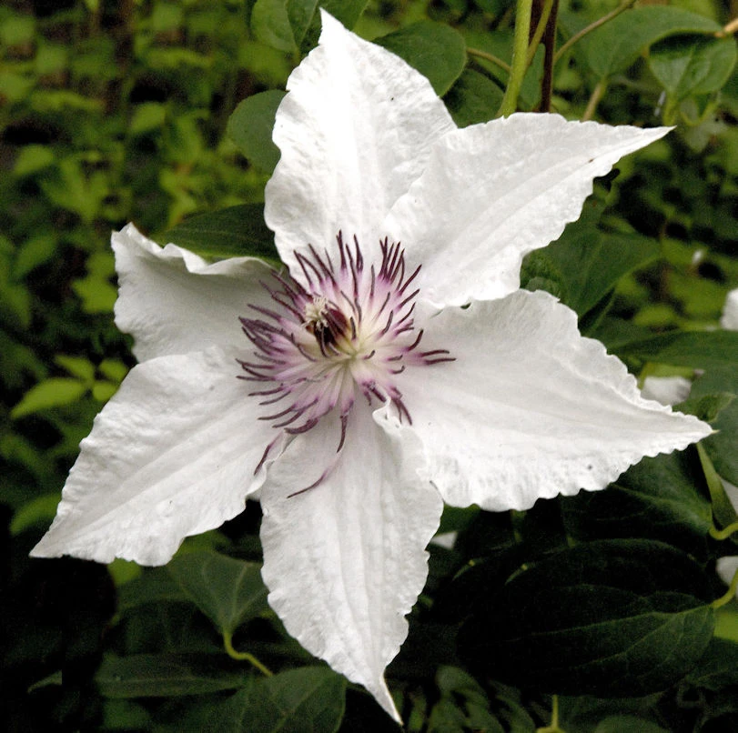 Waldrebe Gladya Picard 40-60cm - Clematis 1 Waldrebe Gladya Picard 40-60cm - Clematis
