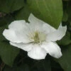 Waldrebe Guernsey Cream 40-60cm - Clematis