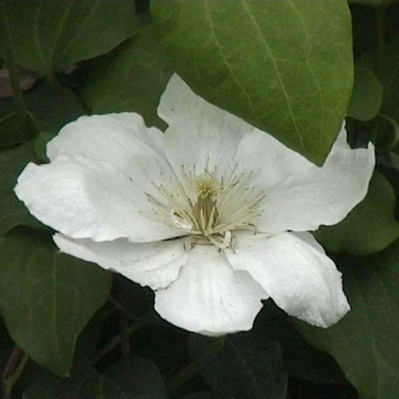 Waldrebe Guernsey Cream 40-60cm - Clematis 1 Waldrebe Guernsey Cream 40-60cm - Clematis