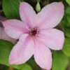 Waldrebe Hagley Hybrid 100-125cm - Clematis