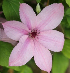Waldrebe Hagley Hybrid 100-125cm - Clematis