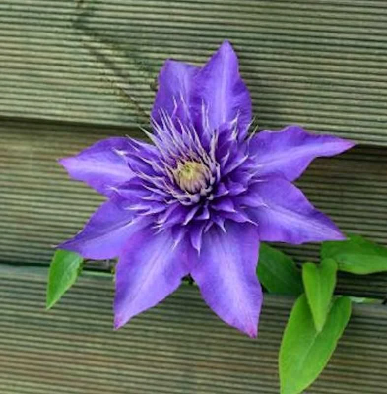 Waldrebe Multi Blue 100-125cm - Clematis 1 Waldrebe Multi Blue 100-125cm - Clematis