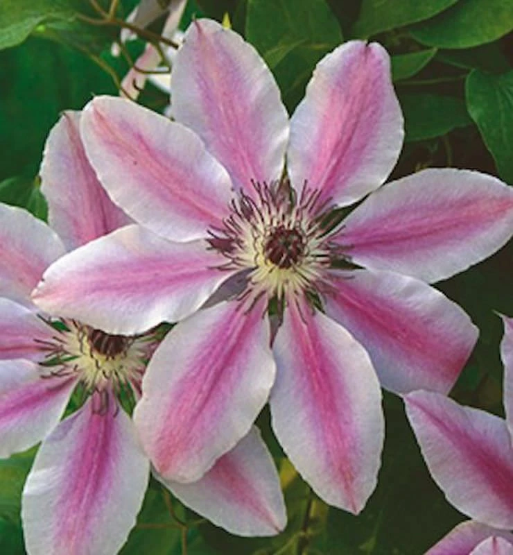 Waldrebe Nelly Moser 60-80cm - Clematis 1 Waldrebe Nelly Moser 60-80cm - Clematis