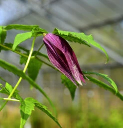 Alpen Waldrebe Columella 60-80cm - Clematis Alpina